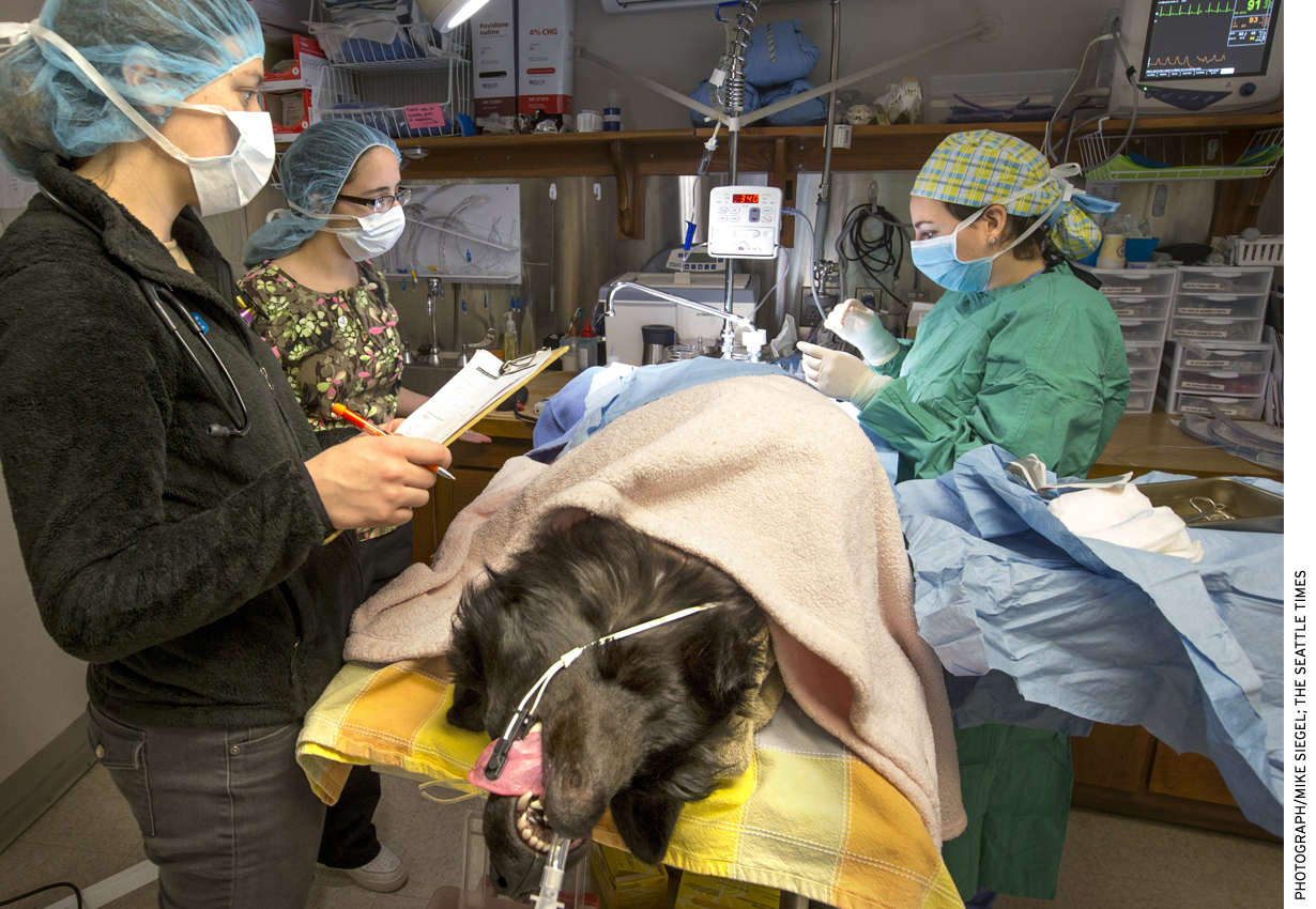 Worcester (Mass.) Technical High School student Loreine Figueroa, second from left, observes a procedure as part of the school’s Tufts at Tech Community Veterinary Clinic.