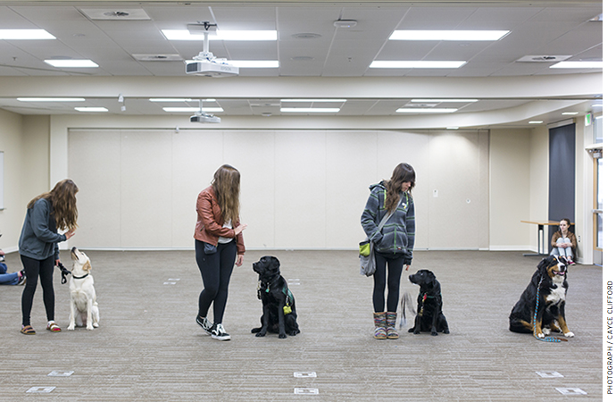 Animal science students at Innovations have the opportunity to train a guide dog.