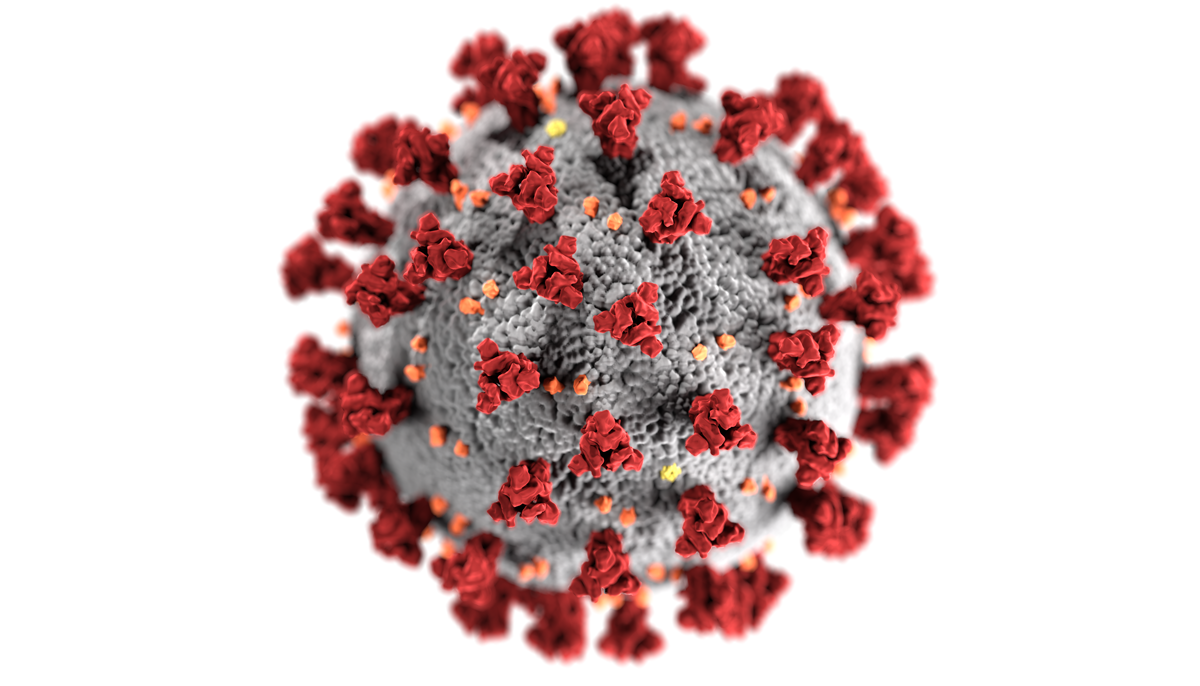 CDC depiction of the novel coronavirus
