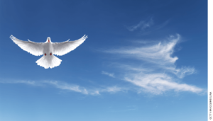 Discipline Doves Hassle Charters, Too