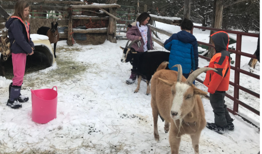 Students at the Roots and Wings Community School in Questa, New Mexico, enjoy outdoor time with goats at their rural charter school.