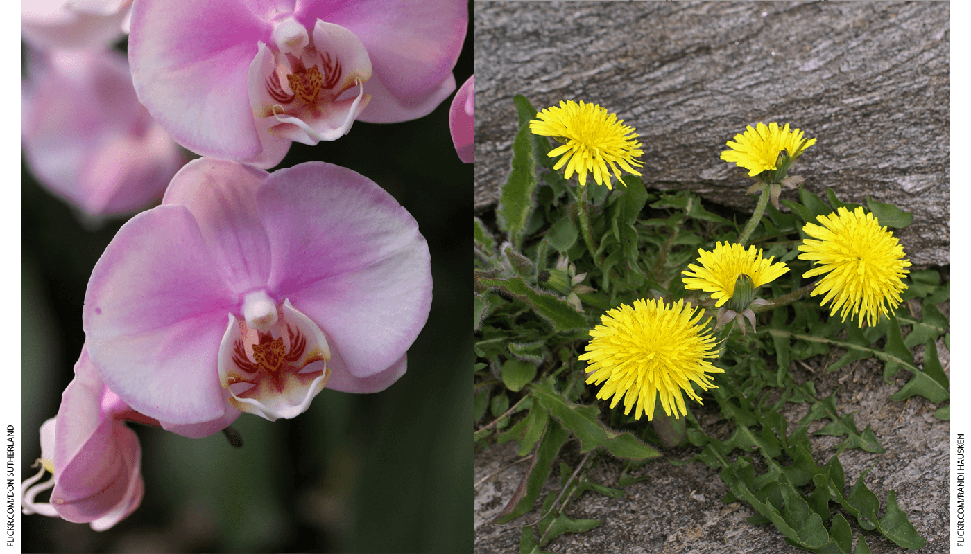 The Orchid and the Dandelion - Education Next