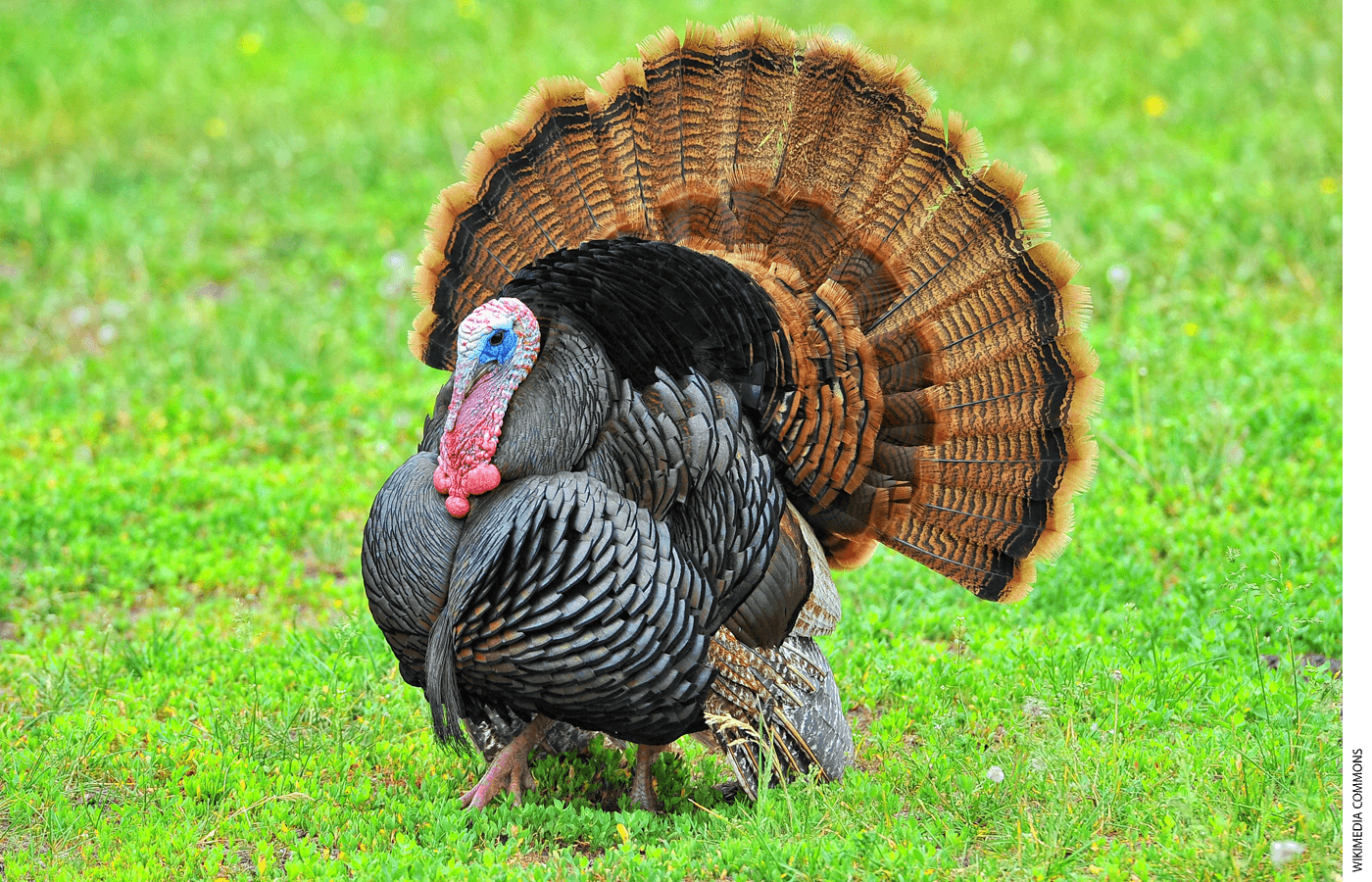 A wild turkey in a field