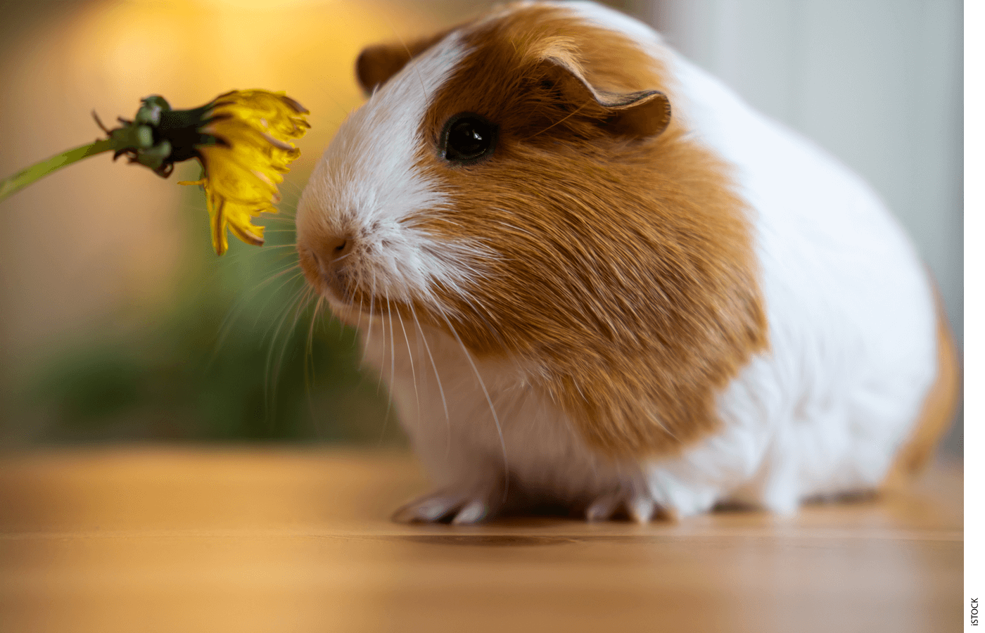 Photo of a guinea pig