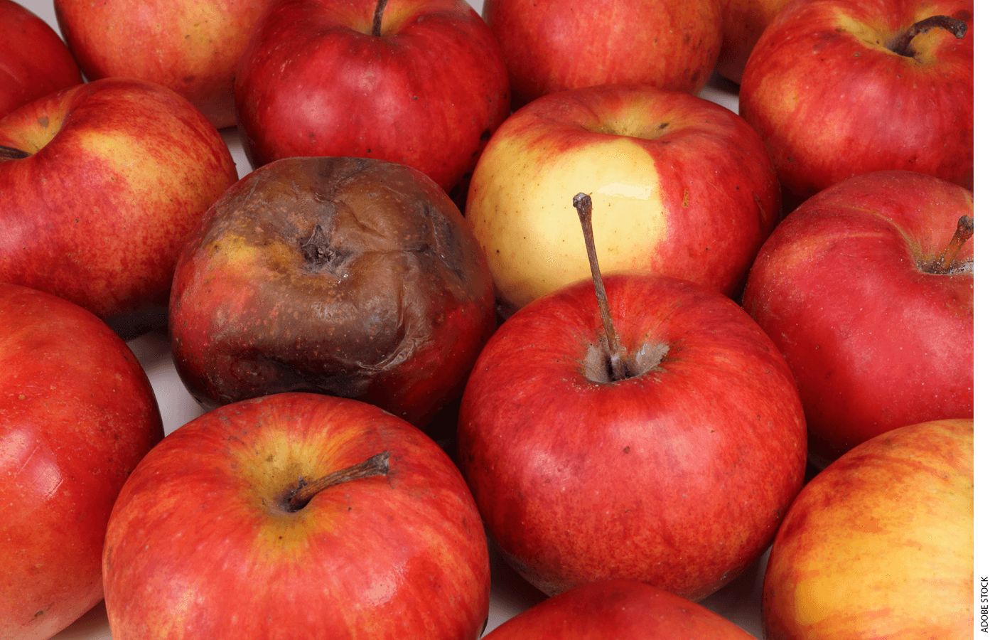 A group of apples, with one rotten one in the middle